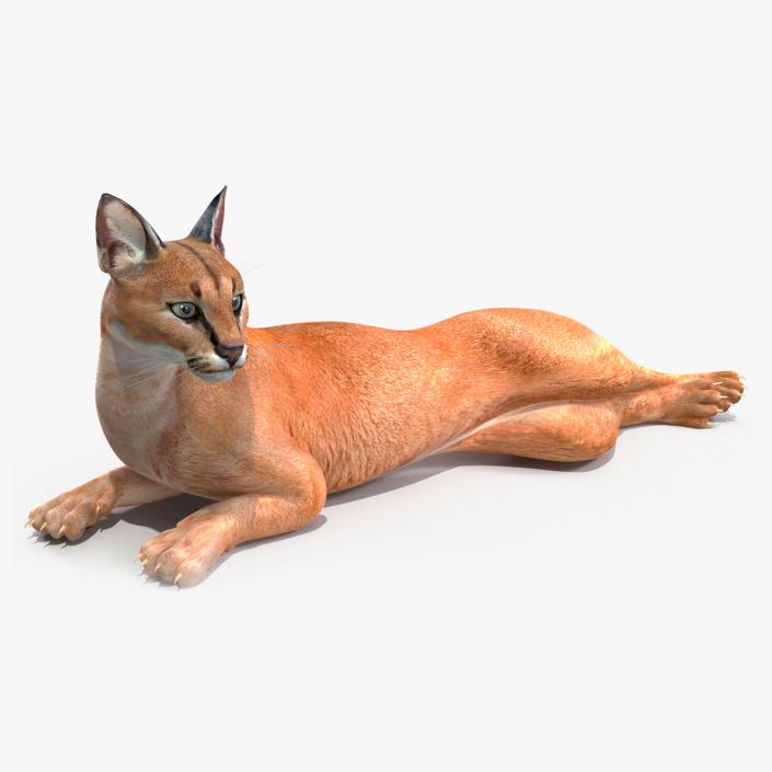 3D Caracal Rigged for Maya model