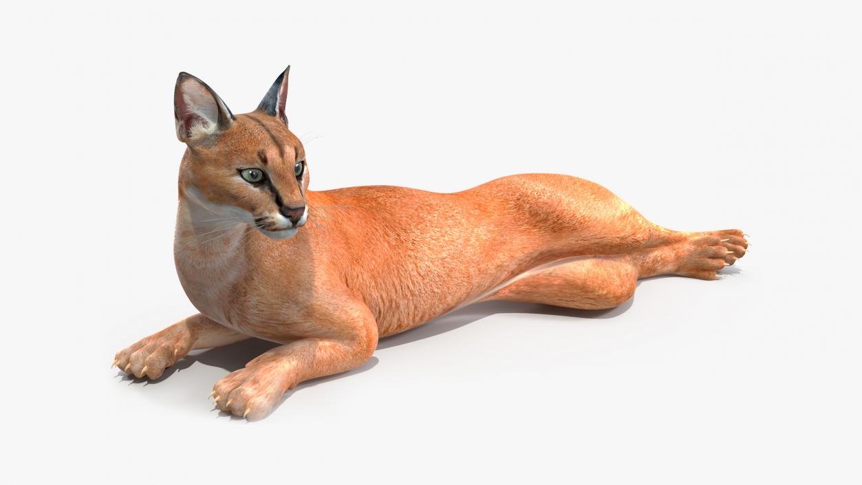 3D Caracal Rigged for Maya model