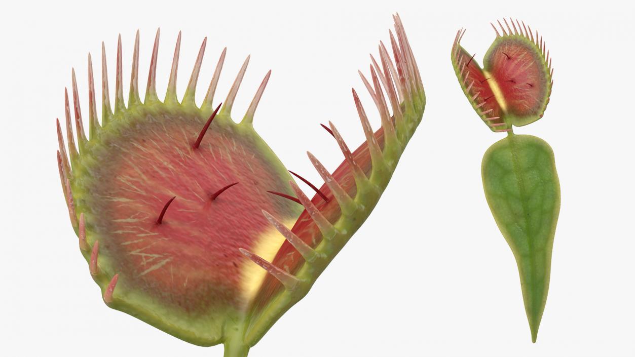 3D Venus Flytrap Dionaea Muscipula Rigged model