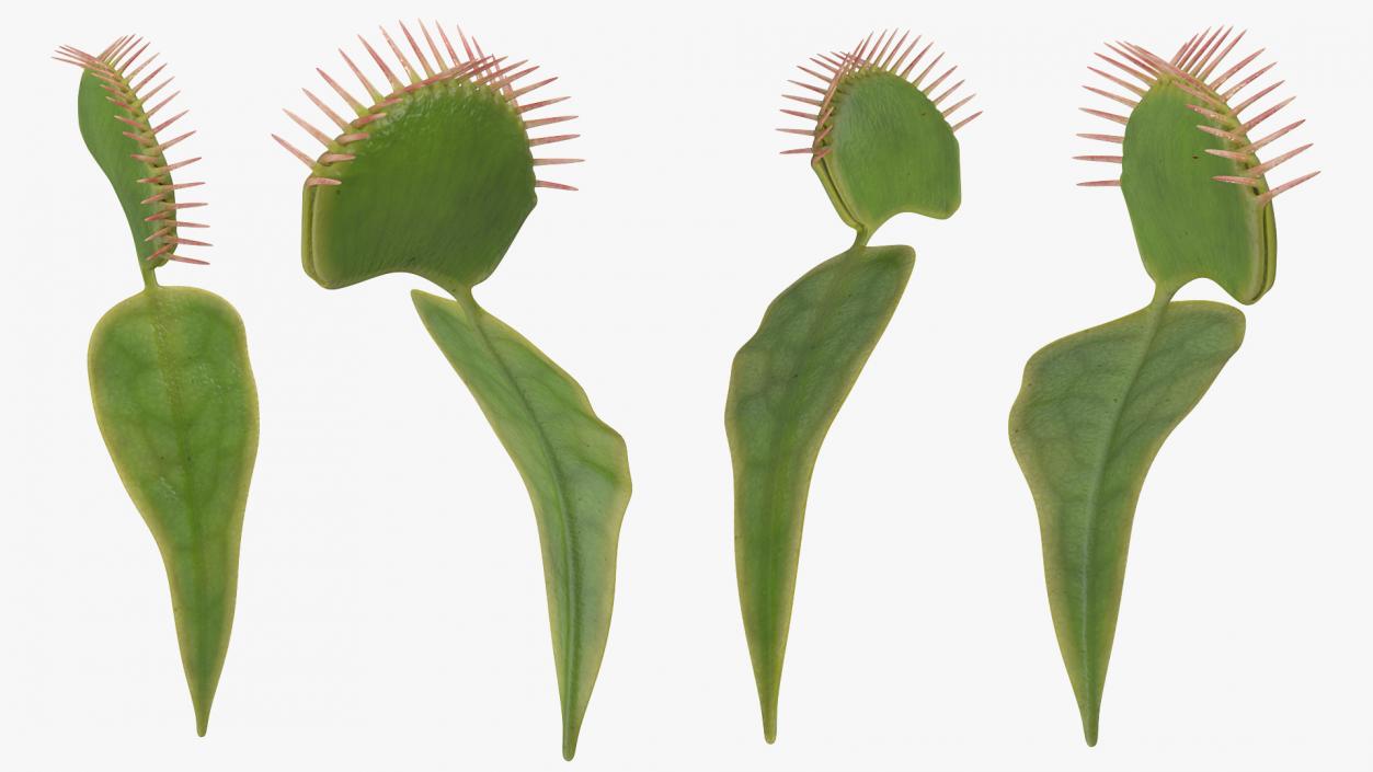 3D Venus Flytrap Dionaea Muscipula Rigged model