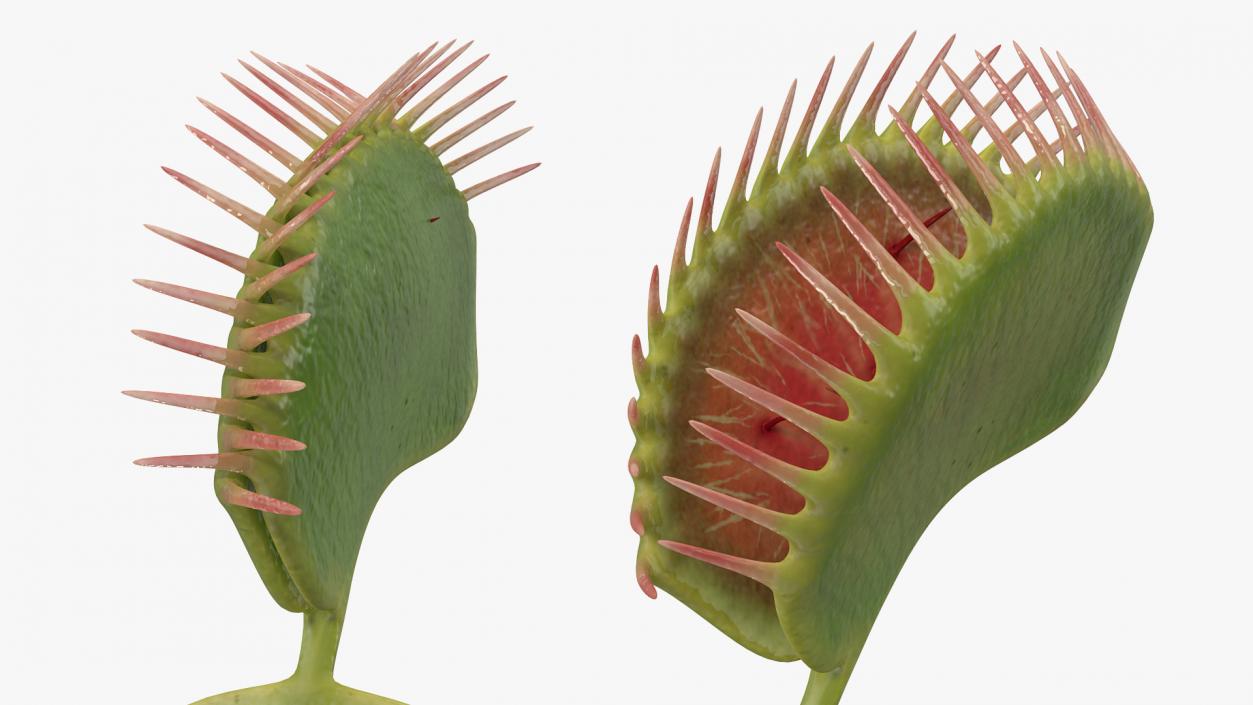 3D Venus Flytrap Dionaea Muscipula Rigged model