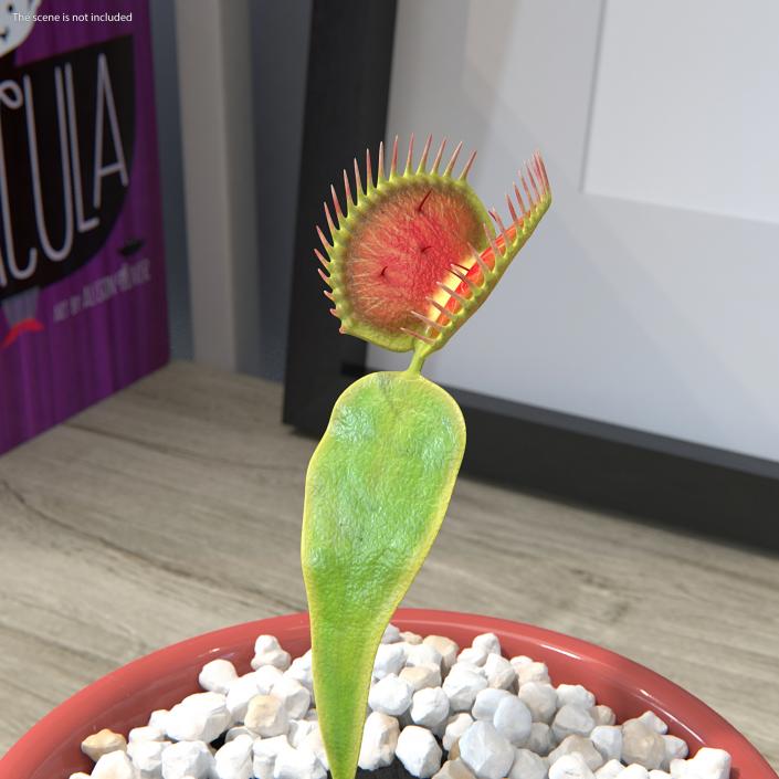 3D Venus Flytrap Dionaea Muscipula Rigged model