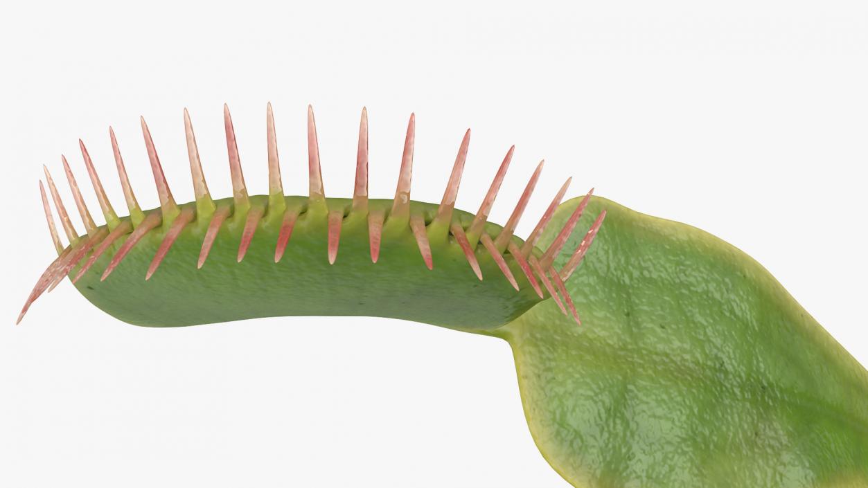 3D Venus Flytrap Dionaea Muscipula Rigged model