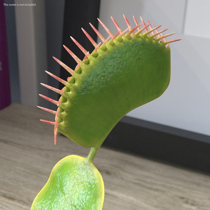 3D Venus Flytrap Dionaea Muscipula Rigged model