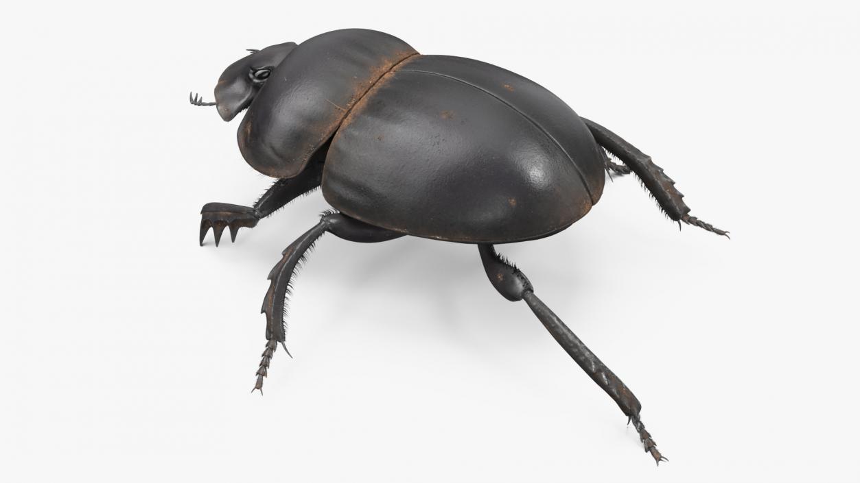 Dung Beetle Crawling Dirt Fur 3D model