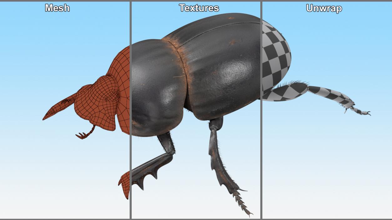 Dung Beetle Crawling Dirt Fur 3D model