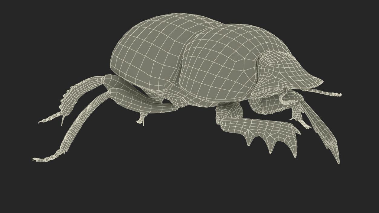 Dung Beetle Crawling Dirt Fur 3D model