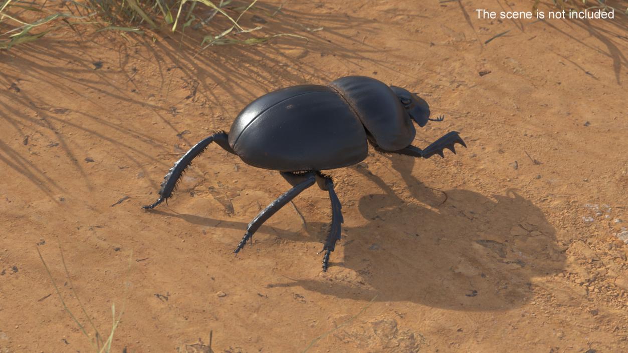 Dung Beetle Crawling Dirt Fur 3D model