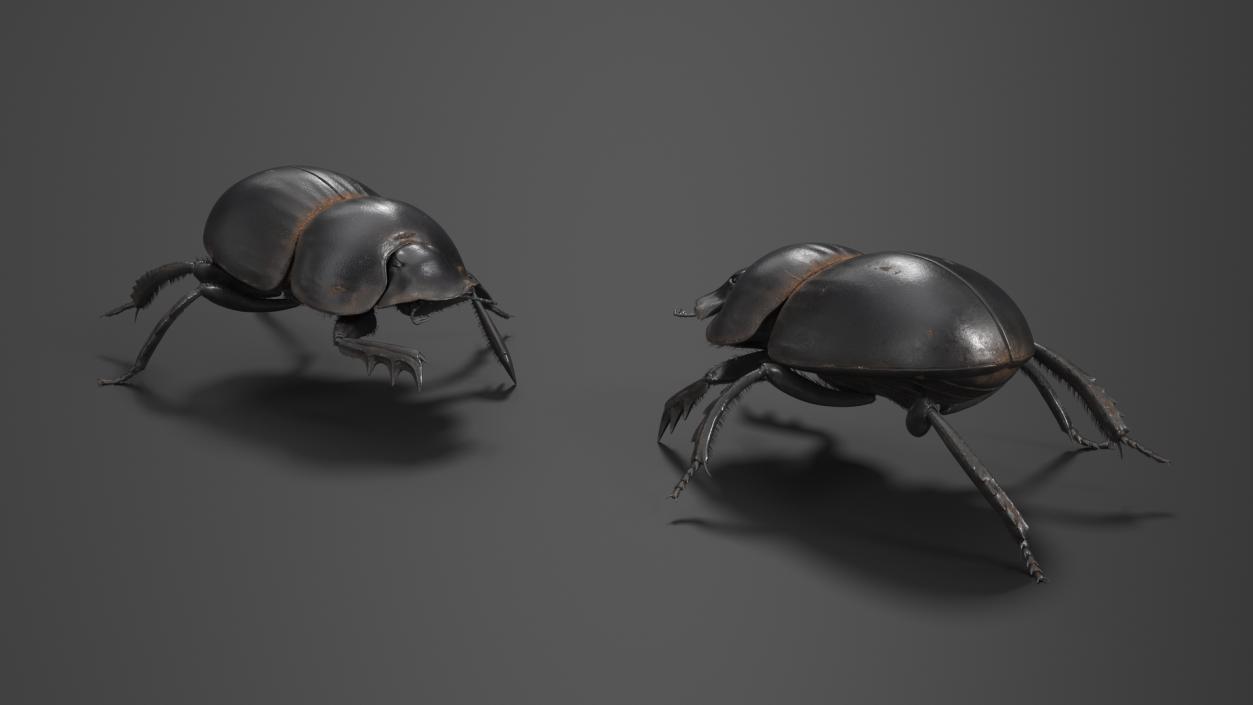 Dung Beetle Crawling Dirt Fur 3D model