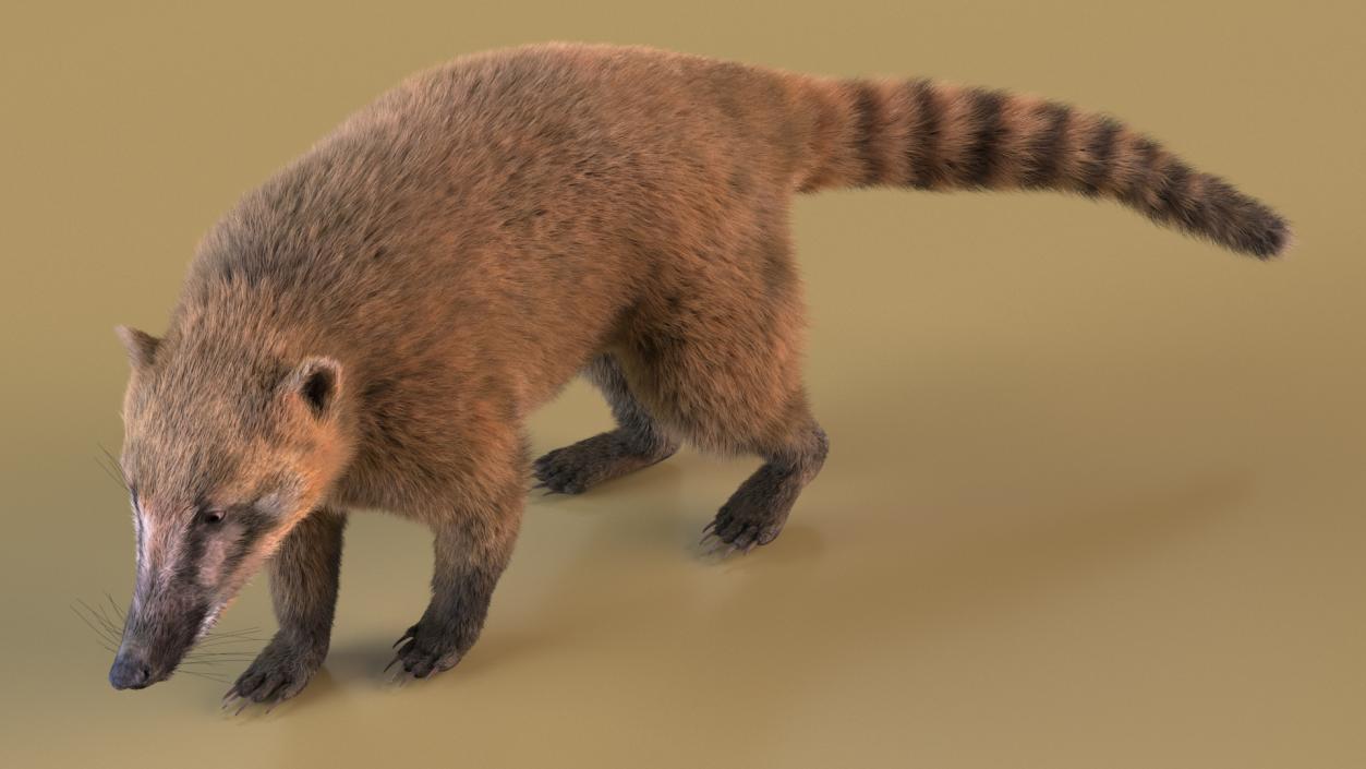 Walking Coati Fur 3D