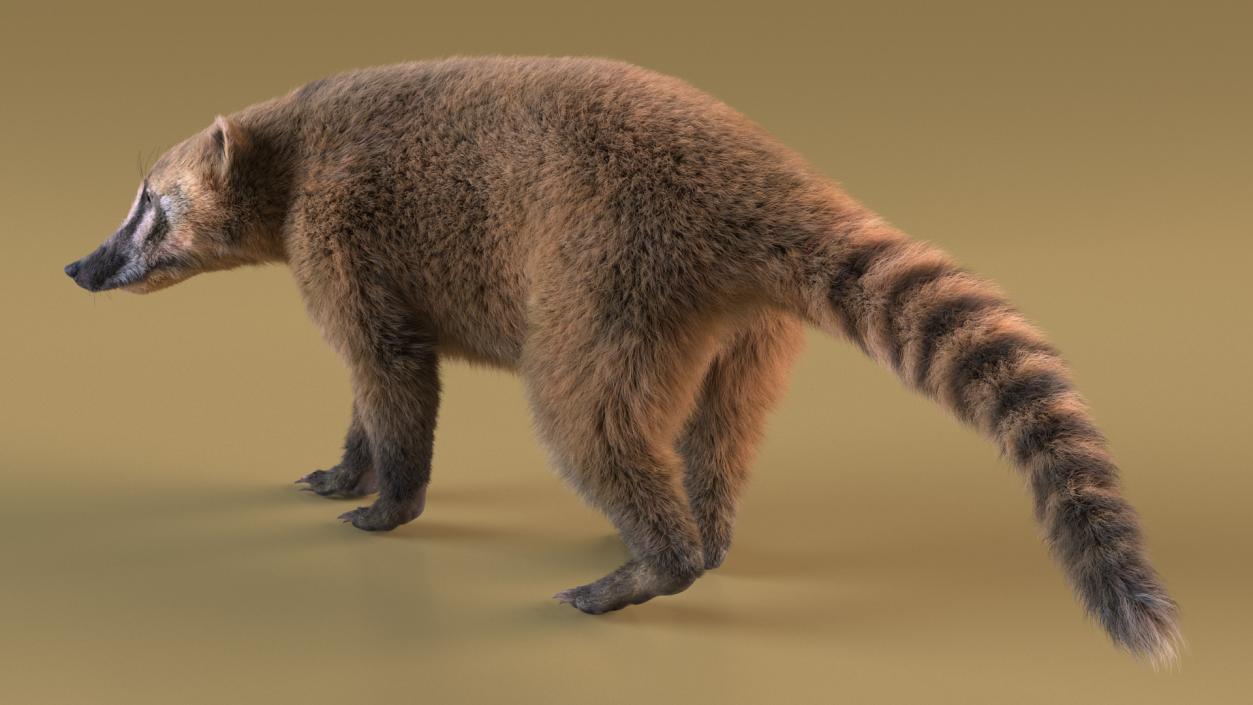 Walking Coati Fur 3D