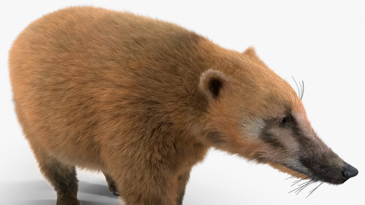 Walking Coati Fur 3D