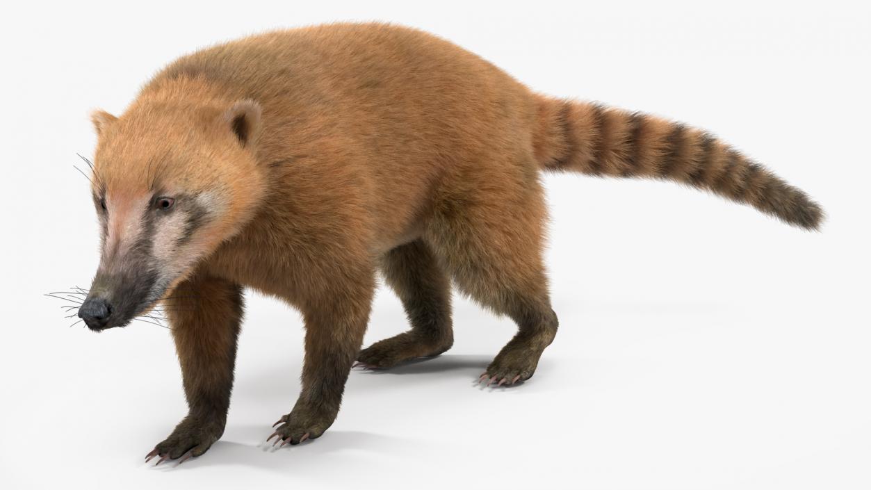 Walking Coati Fur 3D