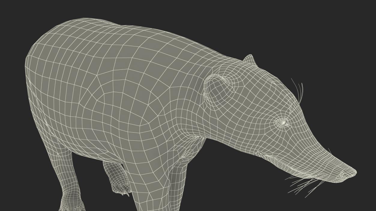 Walking Coati Fur 3D