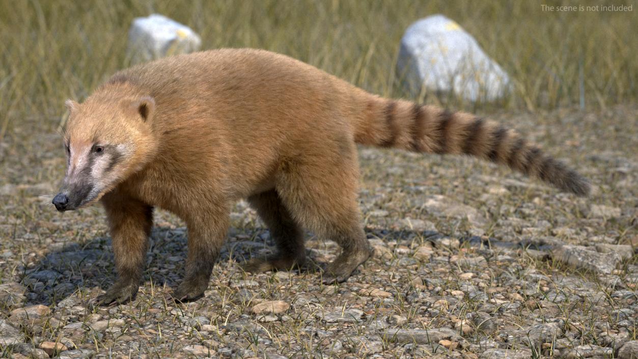 Walking Coati Fur 3D