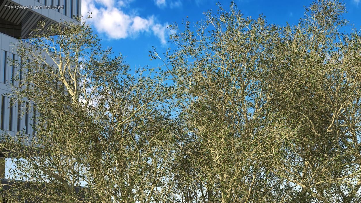 3D Green Tabebuia Avellanedae Tree