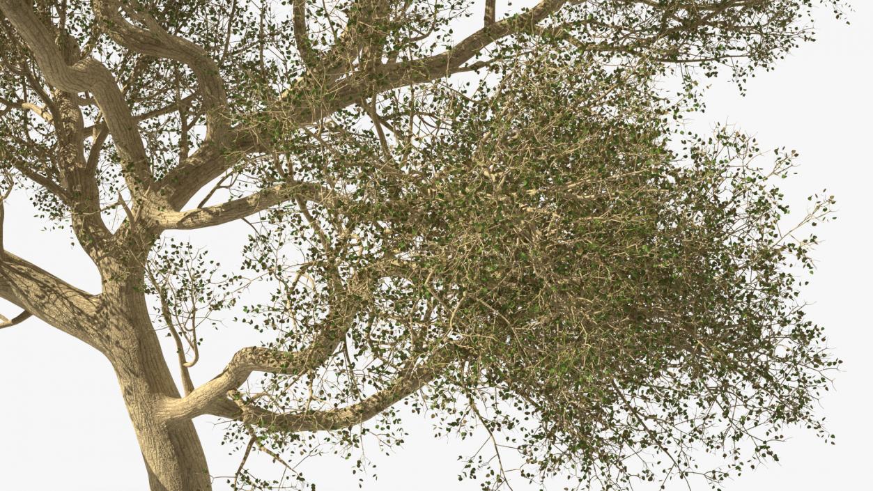 3D Green Tabebuia Avellanedae Tree