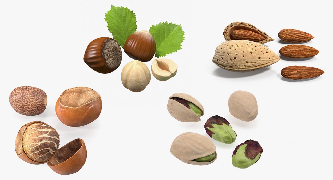 Opened Nuts Collection 3D