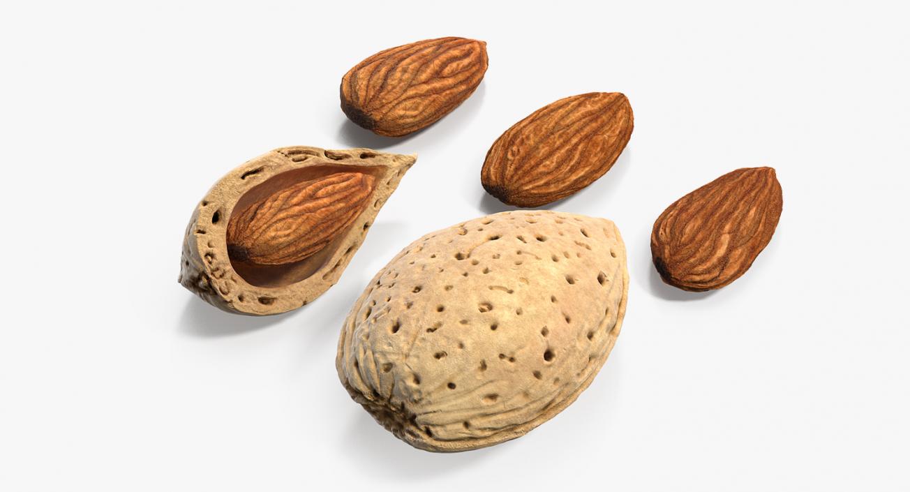 Opened Nuts Collection 3D