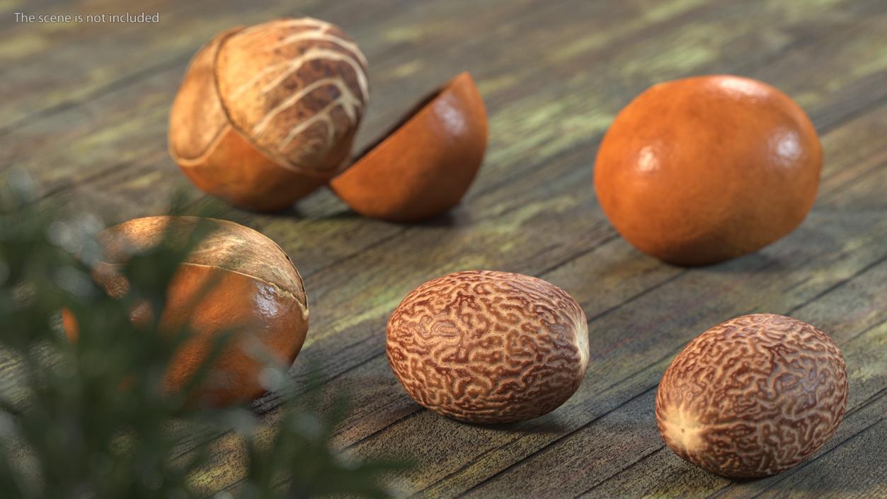 Opened Nuts Collection 3D