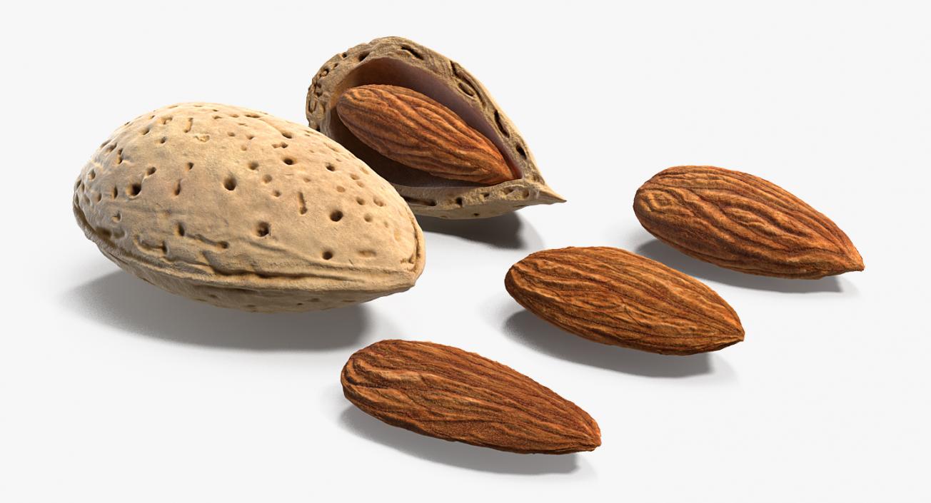 Opened Nuts Collection 3D