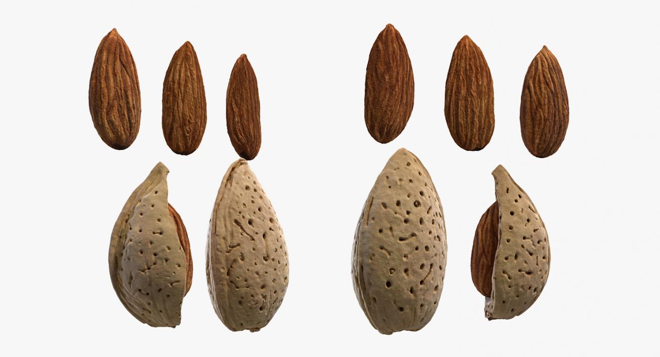 Opened Nuts Collection 3D