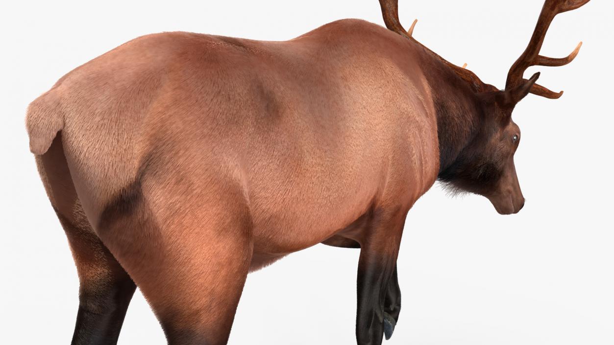 3D model Wapiti with Fur