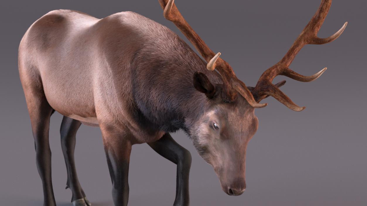 3D model Wapiti with Fur