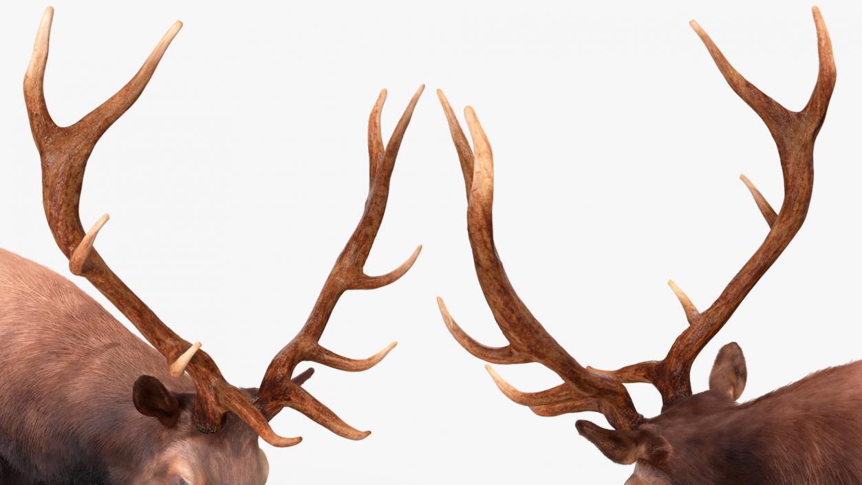 3D model Wapiti with Fur