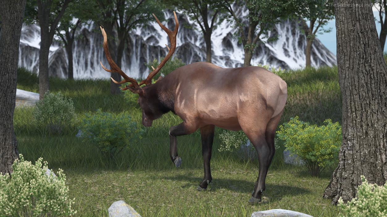 3D model Wapiti with Fur