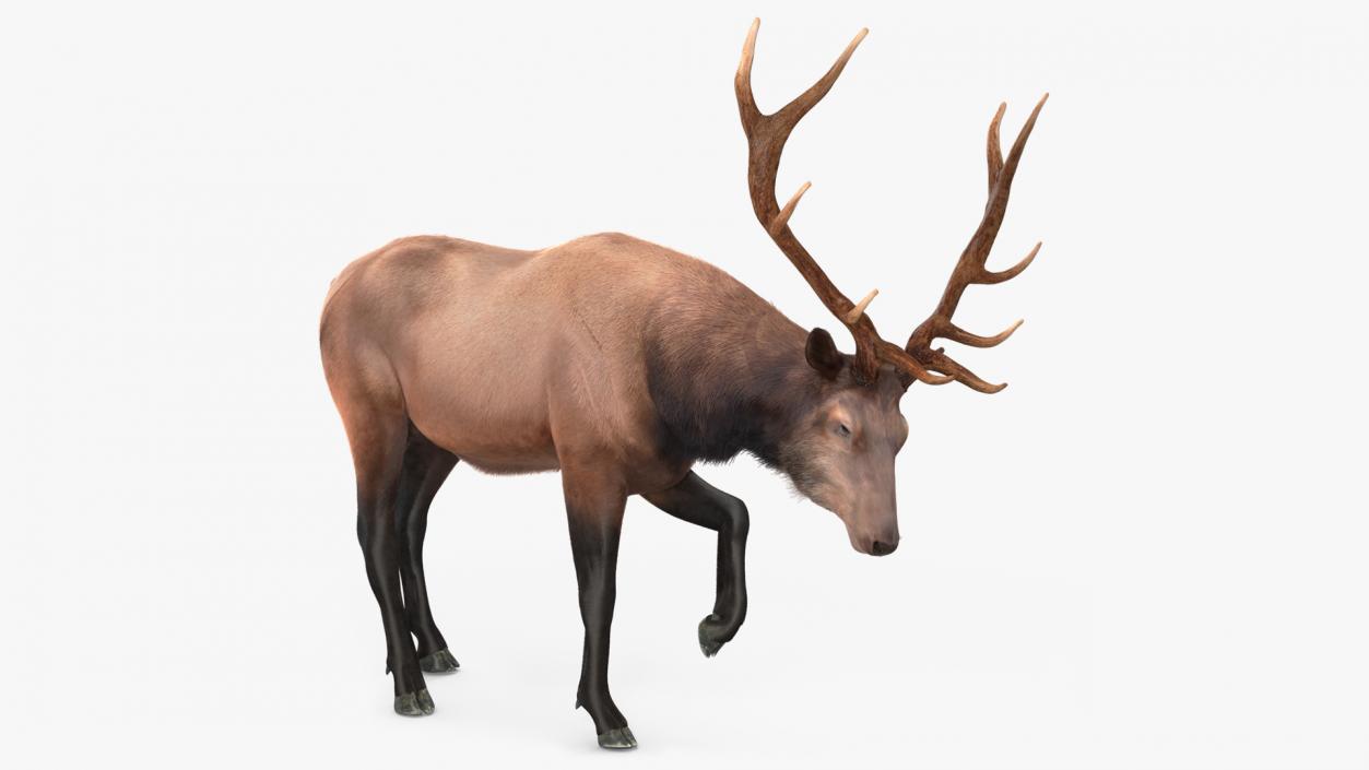 3D model Wapiti with Fur