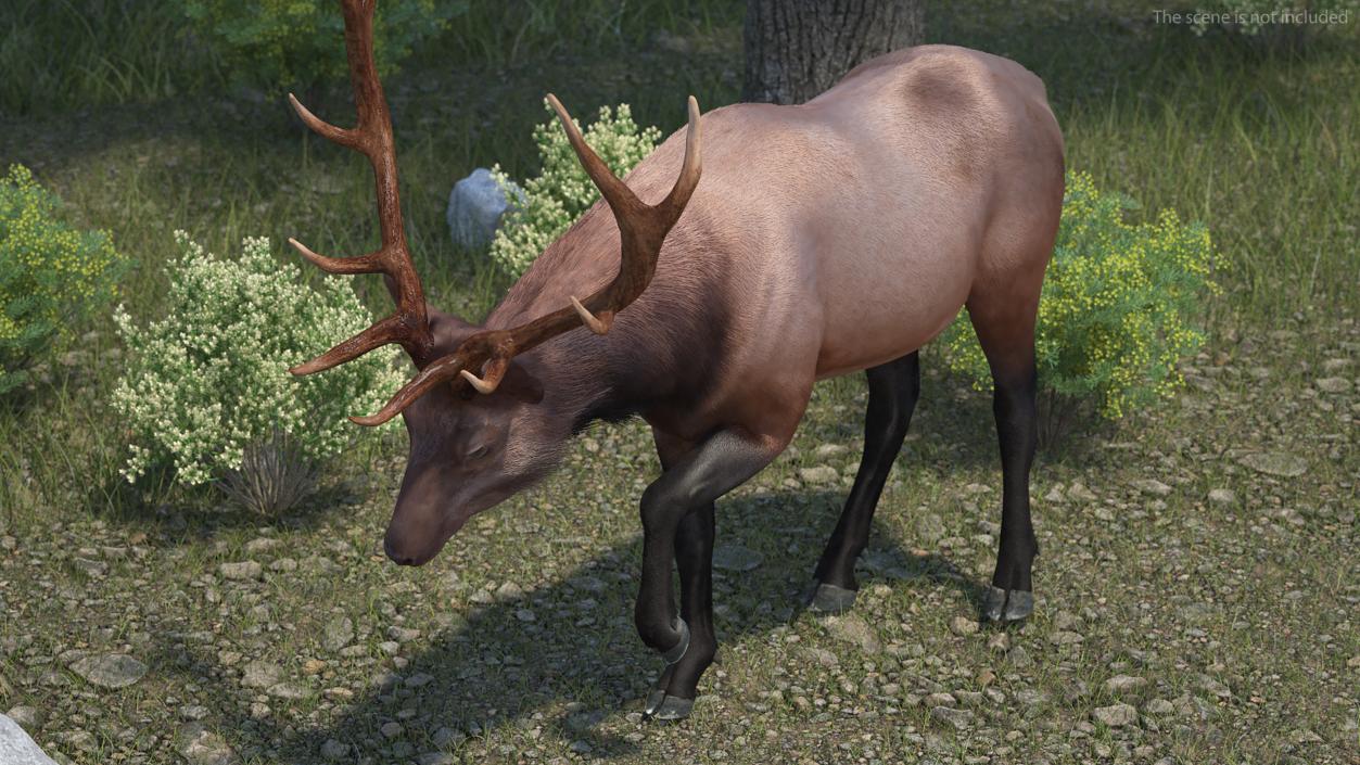 3D model Wapiti with Fur