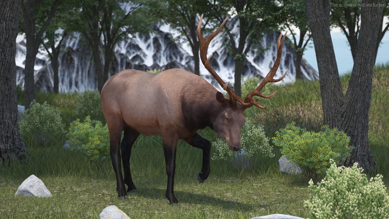 3D model Wapiti with Fur