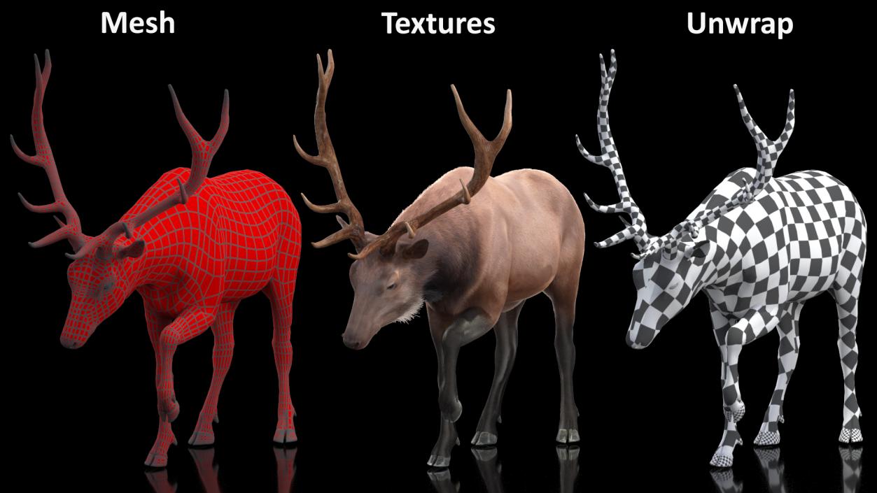 3D model Wapiti with Fur