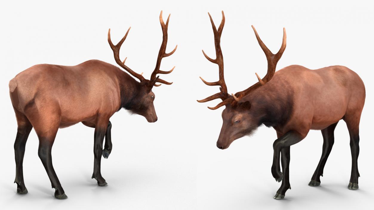 3D model Wapiti with Fur