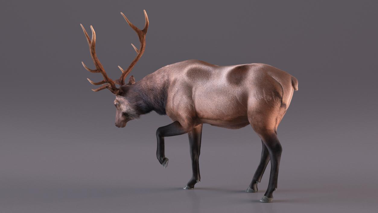 3D model Wapiti with Fur