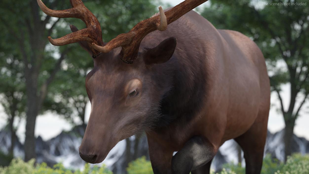 3D model Wapiti with Fur