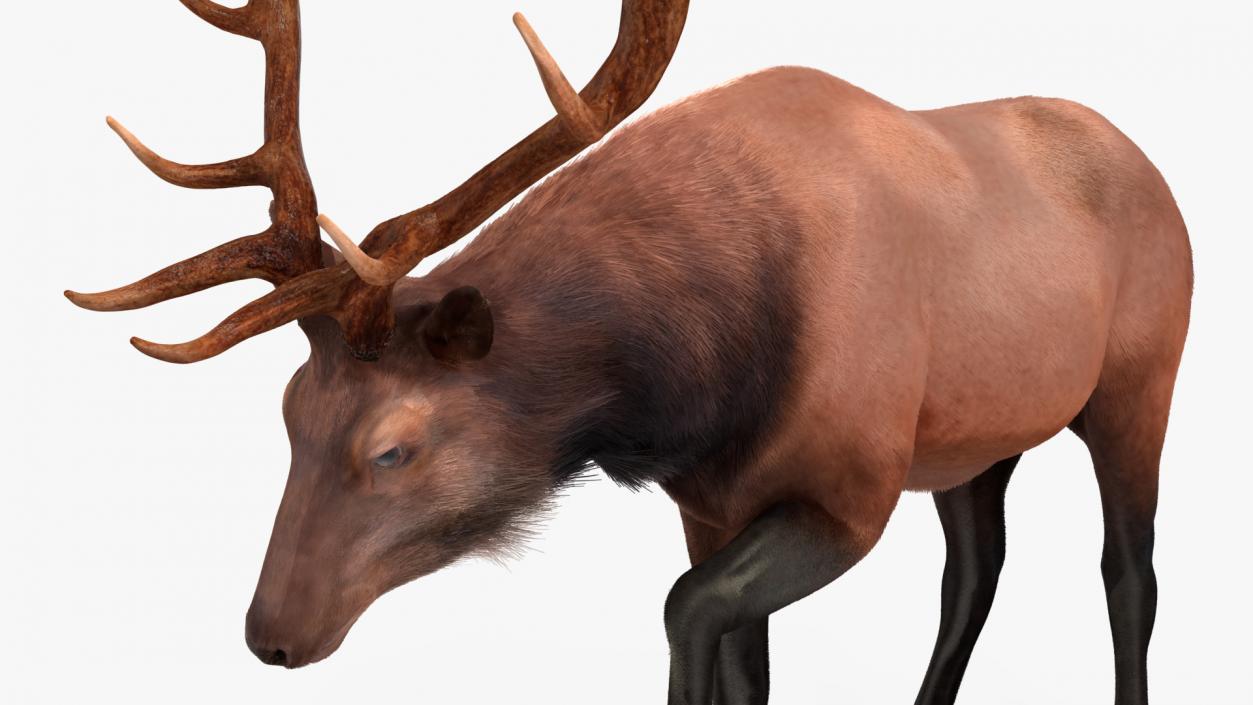 3D model Wapiti with Fur