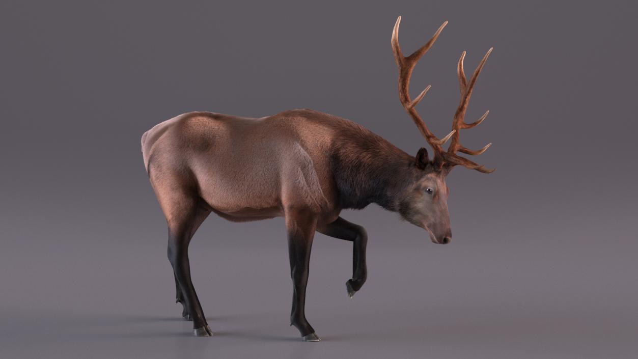 3D model Wapiti with Fur