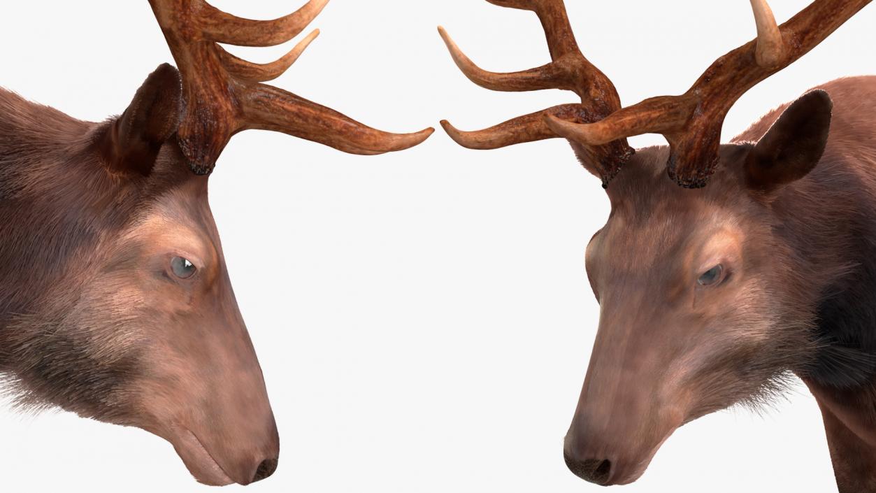 3D model Wapiti with Fur