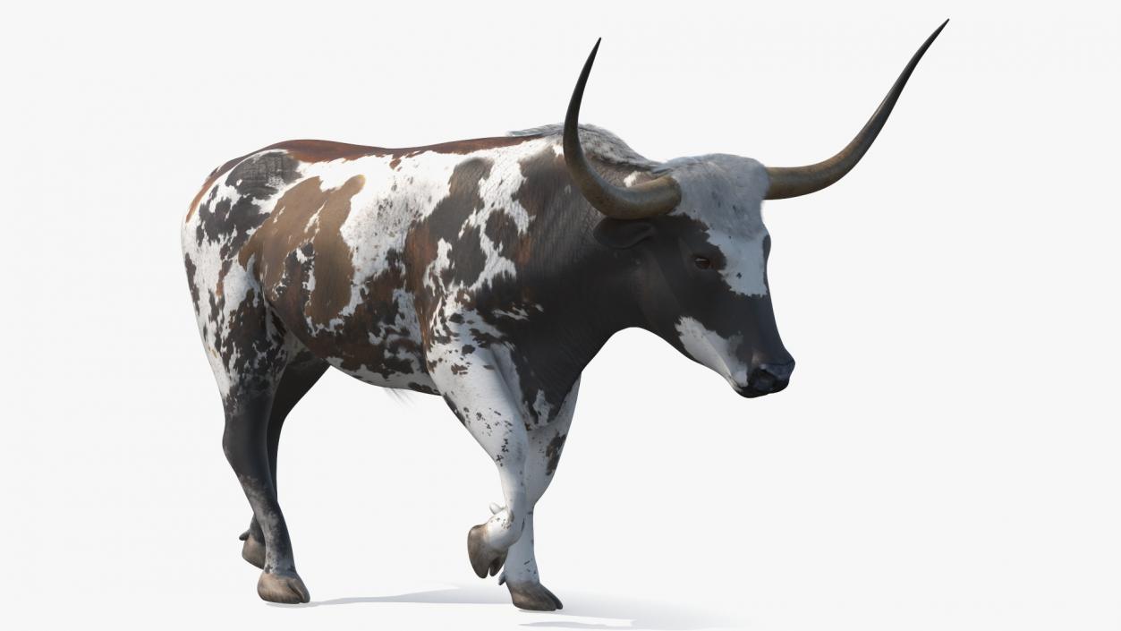 3D model Mottled Brown Longhorn Bull Walking Pose