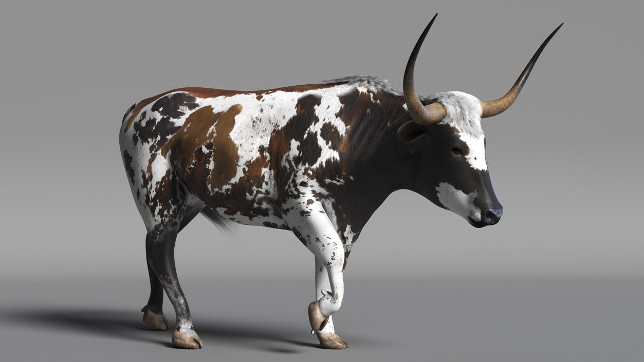 3D model Mottled Brown Longhorn Bull Walking Pose