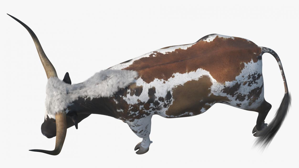 3D model Mottled Brown Longhorn Bull Walking Pose