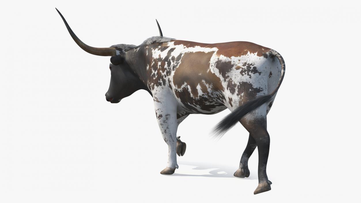 3D model Mottled Brown Longhorn Bull Walking Pose