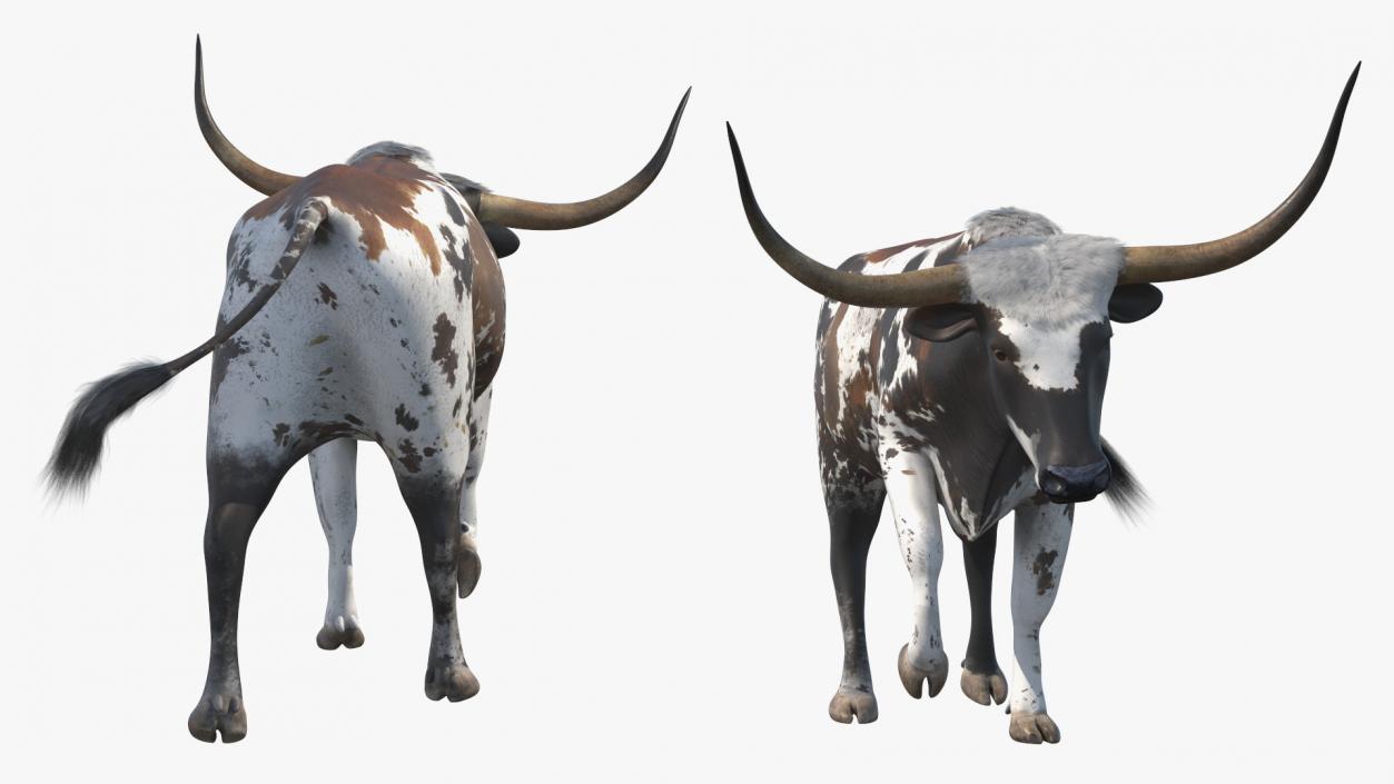 3D model Mottled Brown Longhorn Bull Walking Pose