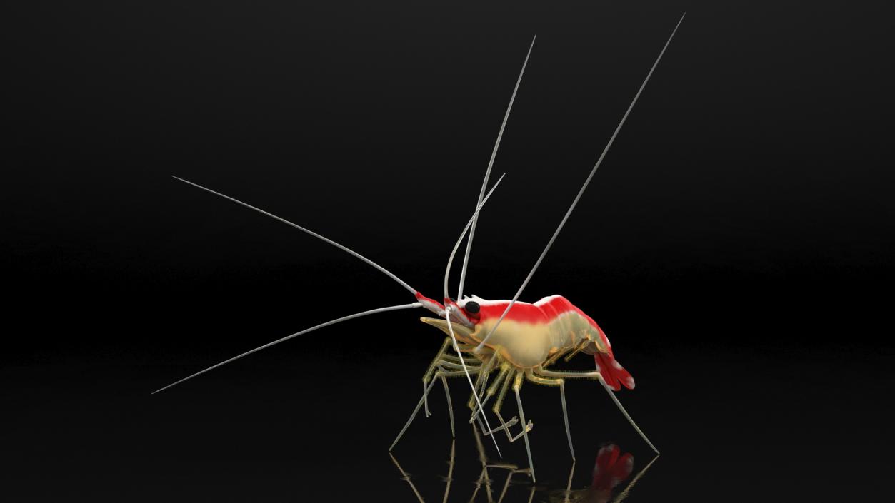 3D Scarlet Cleaner Shrimp Fur