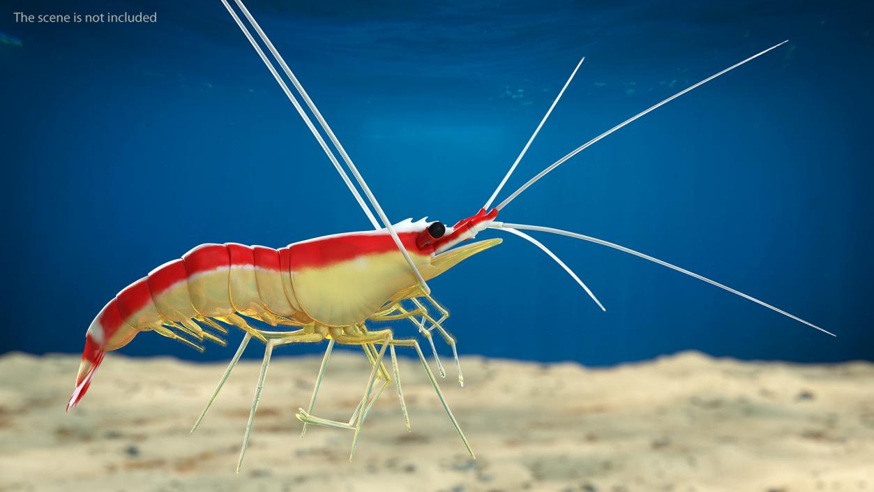 3D Scarlet Cleaner Shrimp Fur