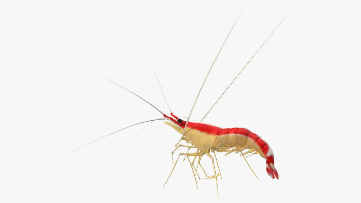 3D Scarlet Cleaner Shrimp Fur