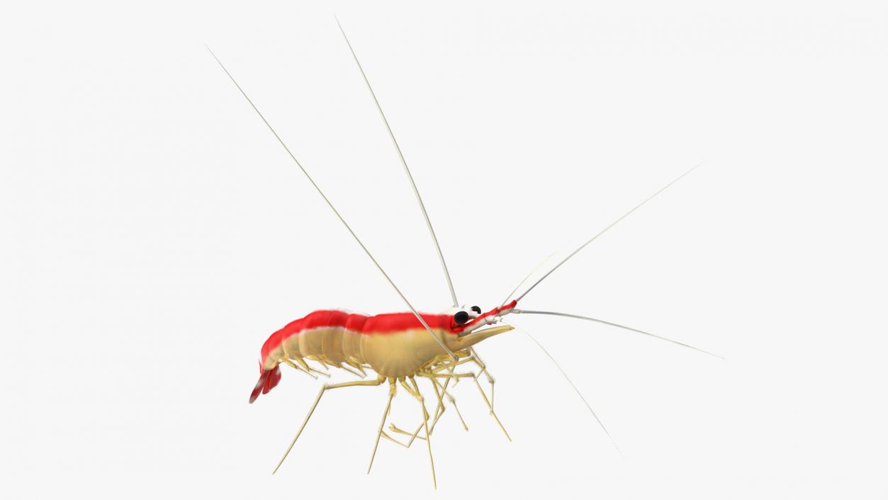 3D Scarlet Cleaner Shrimp Fur