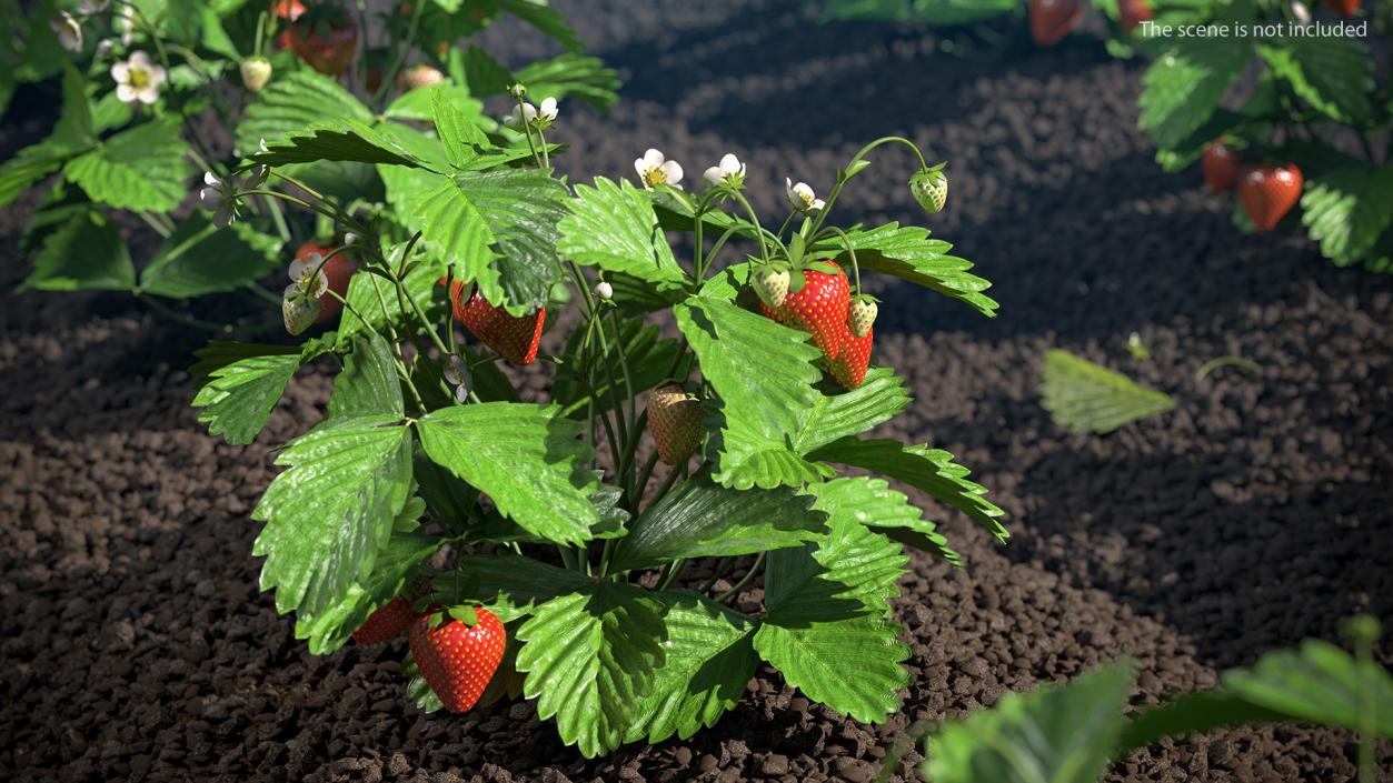 3D Bush of Strawberry Plant with Fruits